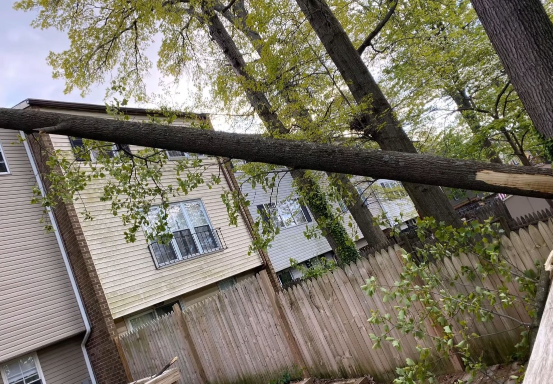 Emergency Tree Removal service in Lake Elsinore, CA